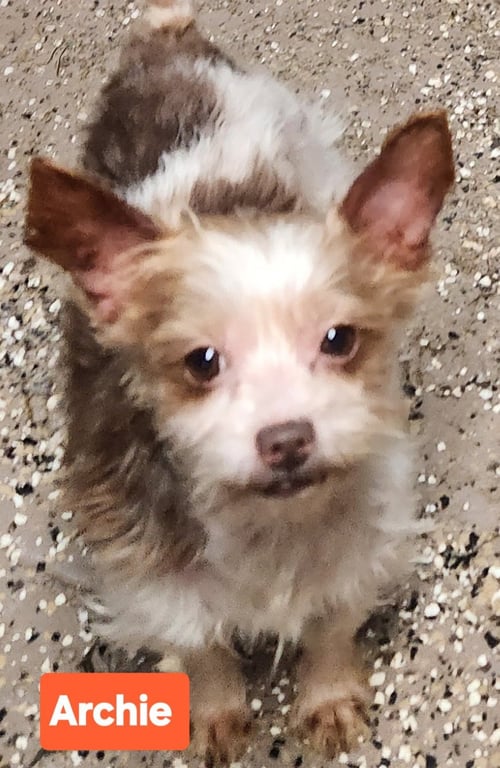ARCHIE