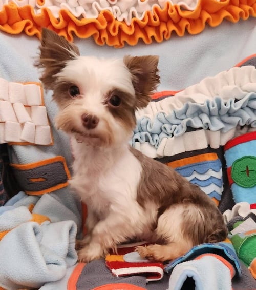 LITTLE BIT - Yorkshire Terrier Yorkie for adoption in Morgantown