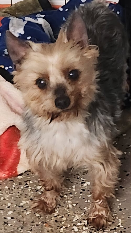HARPER - Yorkshire Terrier Yorkie for adoption in Morgantown