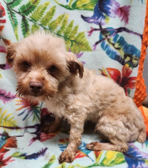 COLLETTE - Maltese / Yorkshire Terrier Yorkie for adoption in Morgantown