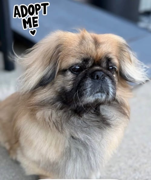 NICO - Pekingese available for adoption