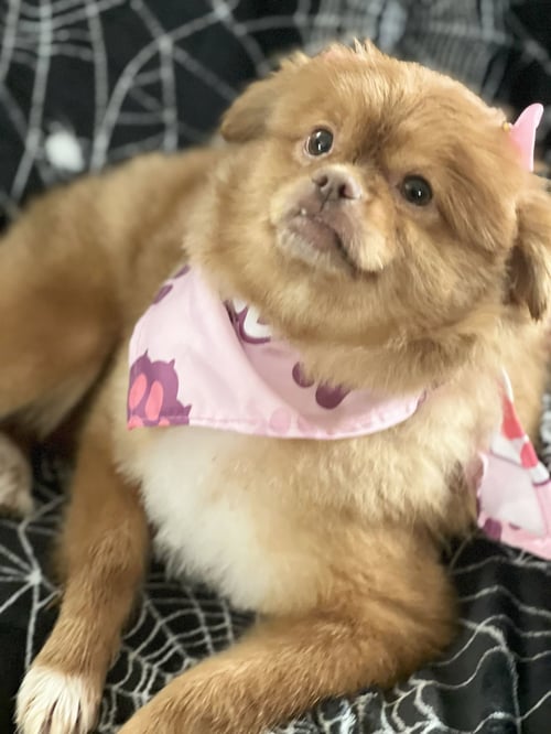 SANDIE - Pekingese / Pomeranian for adoption in Santa Ana