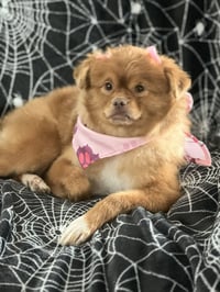 Sandie - Photo 7