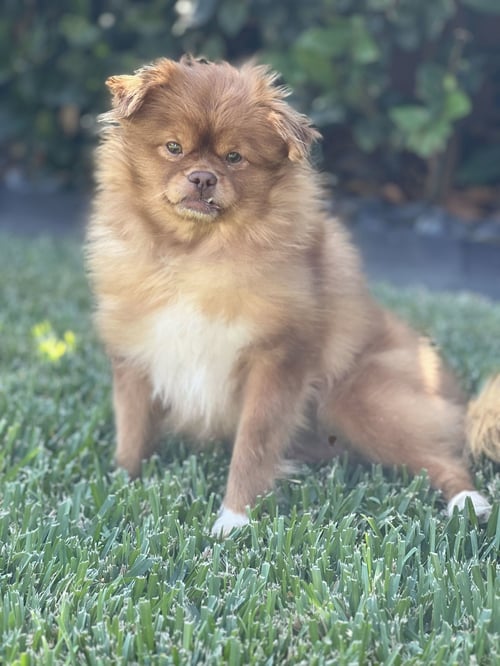 SANDIE - Pekingese / Pomeranian available for adoption