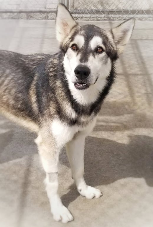 Lobo Image