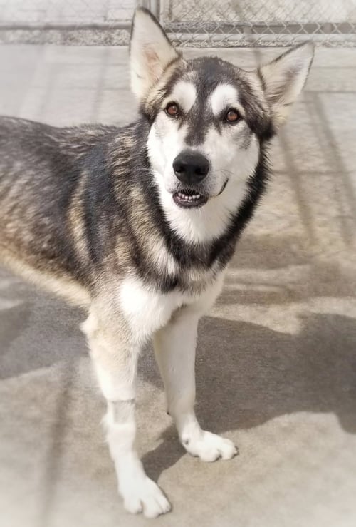 LOBO - Husky / Shepherd for adoption in Santa Ana