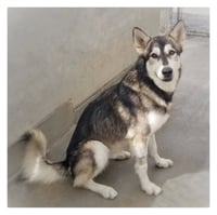 Lobo - Photo 2