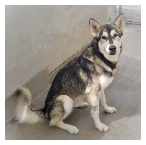 LOBO - Husky / Shepherd available for adoption