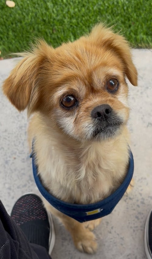 JUNE BUG - Unknown for adoption in Santa Ana