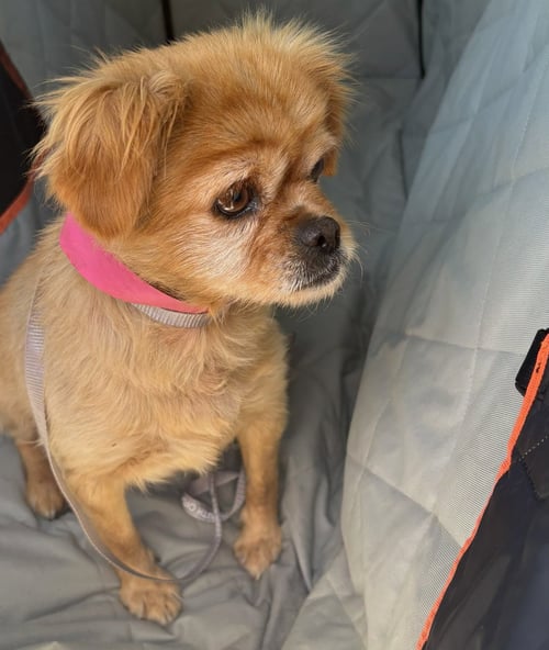 JUNE BUG - Unknown available for adoption