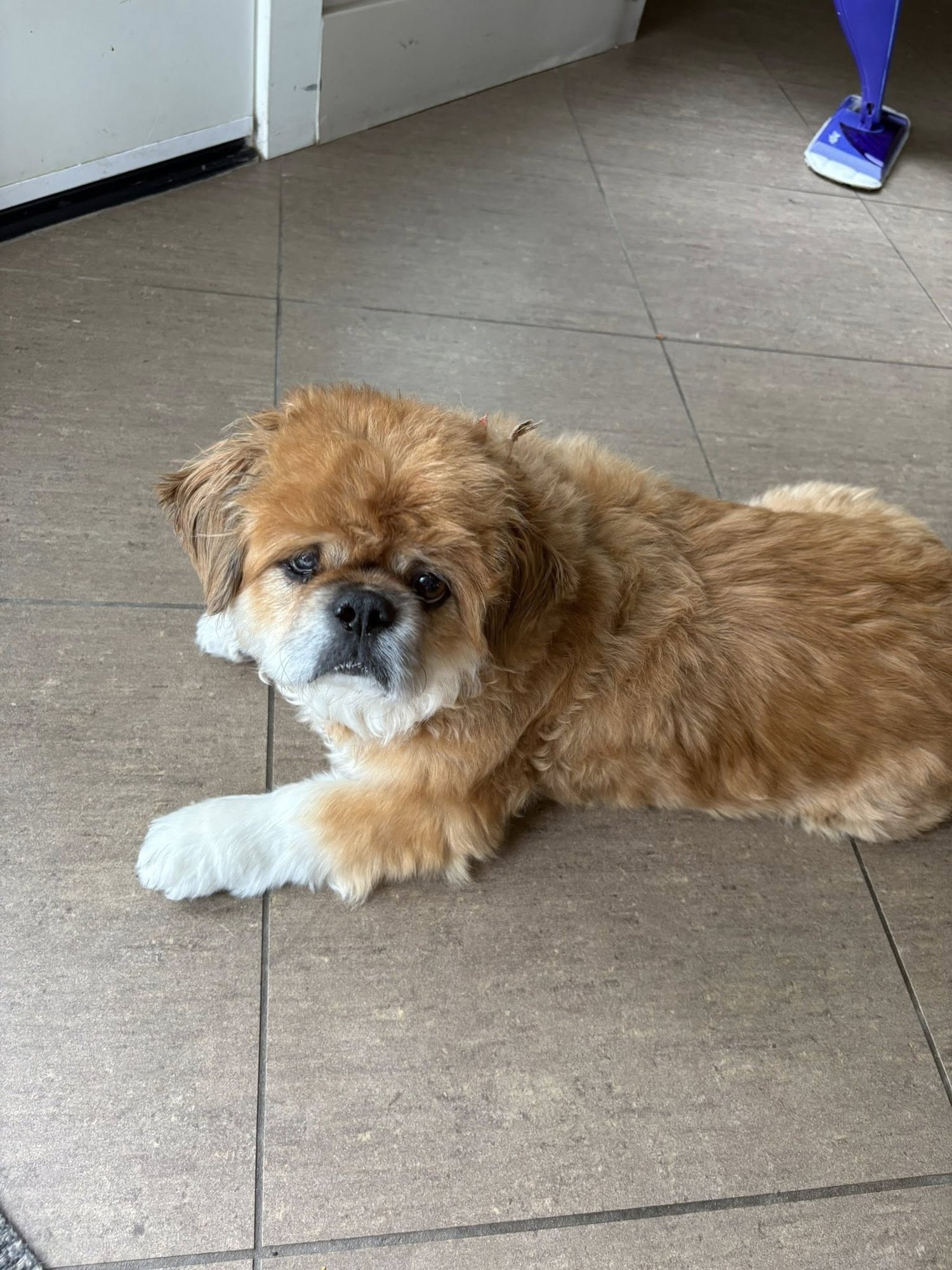 TEDDY - Pekingese available for adoption