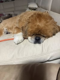 Teddy - Photo 4