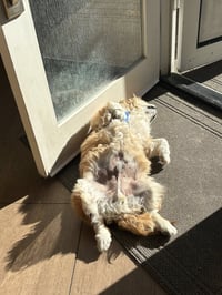 Teddy - Photo 3