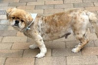 Teddy - Photo 5