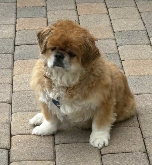 TEDDY - Pekingese for adoption in Santa Ana