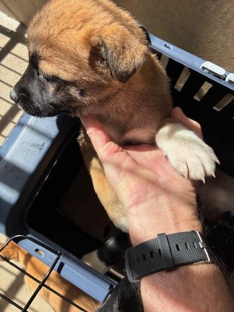 A269997 - German Shepherd Dog available for adoption