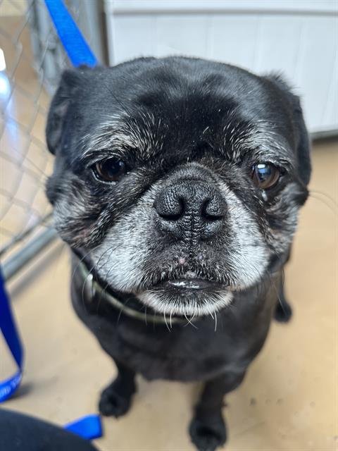 BRUTUS - Pug available for adoption
