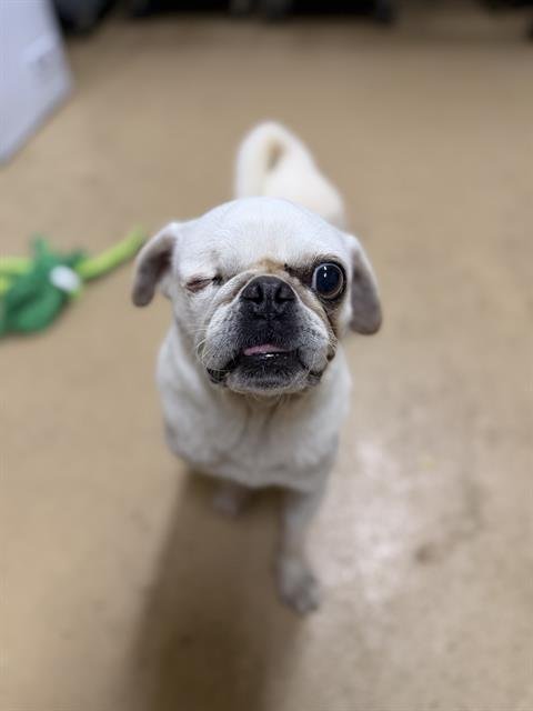 BETTY - Pug available for adoption