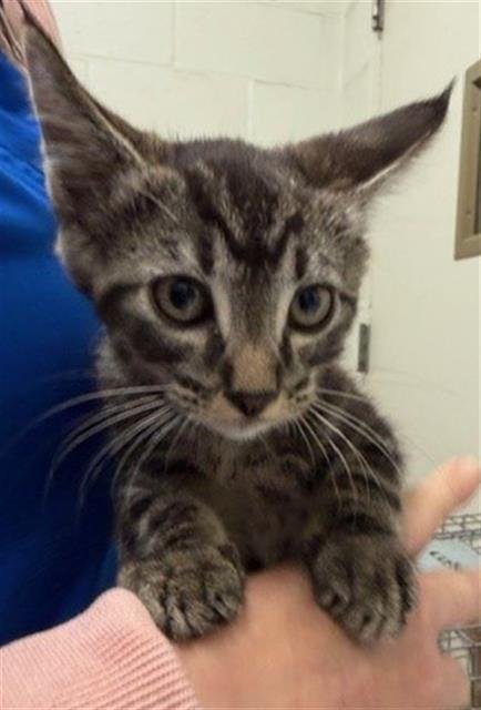 ZEUS - Domestic Short Hair available for adoption