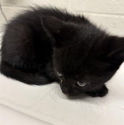 ARIES - Domestic Short Hair available for adoption
