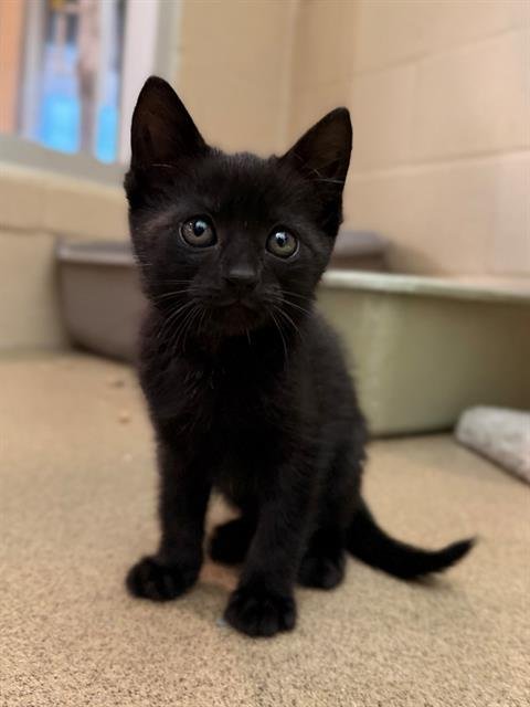 ARIES - Domestic Short Hair available for adoption