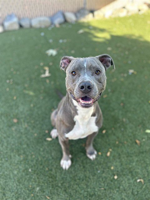 TANK - Pit Bull Terrier available for adoption