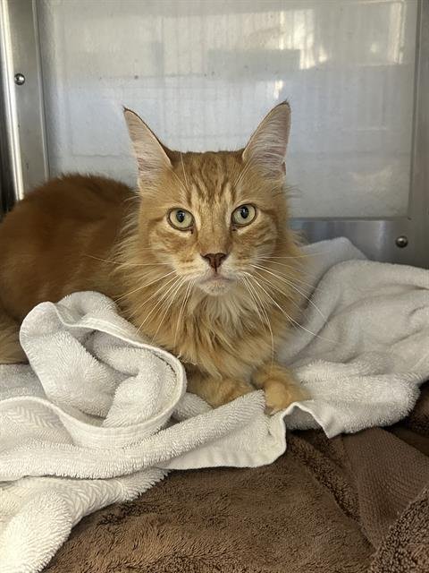 JULIUS - Domestic Medium Hair available for adoption