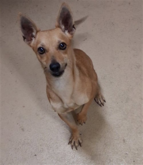 CAMILA - Chihuahua available for adoption