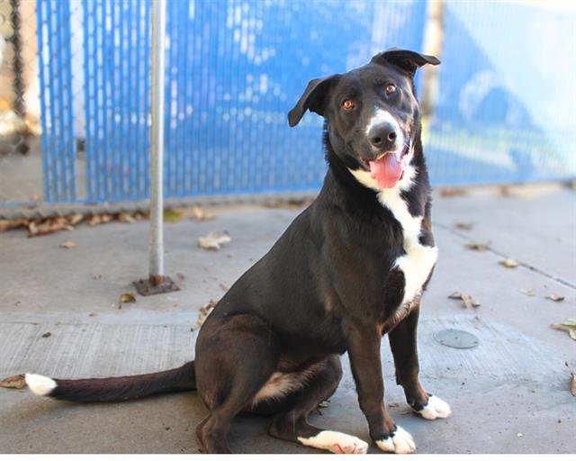 MAGGIE - Labrador Retriever / German Shepherd Dog available for adoption