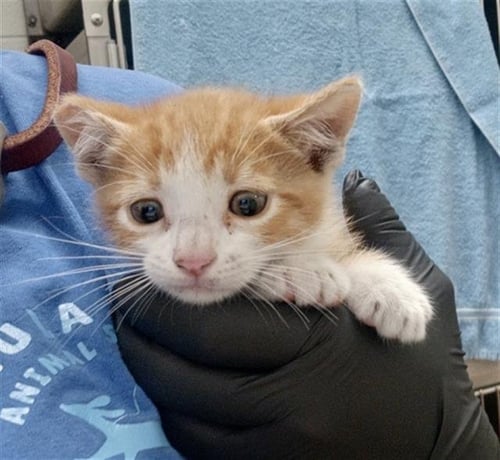 FILO - Domestic Short Hair available for adoption