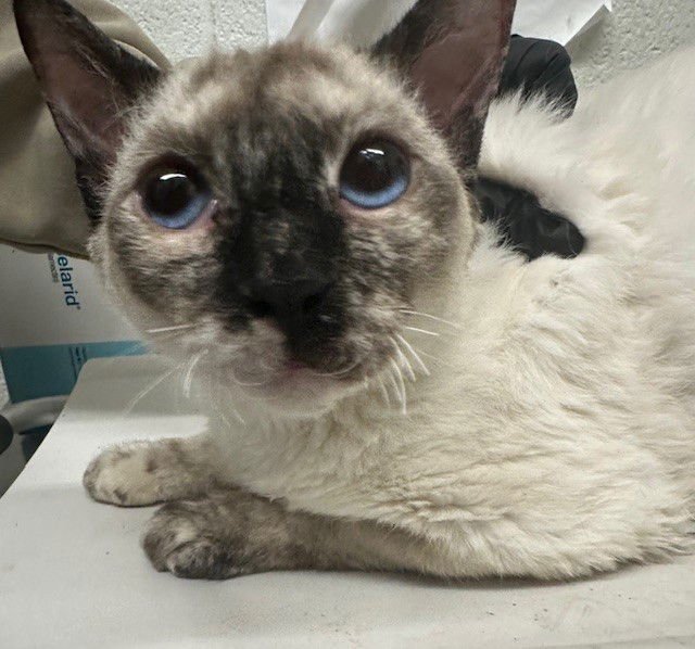 EUN - Siamese available for adoption