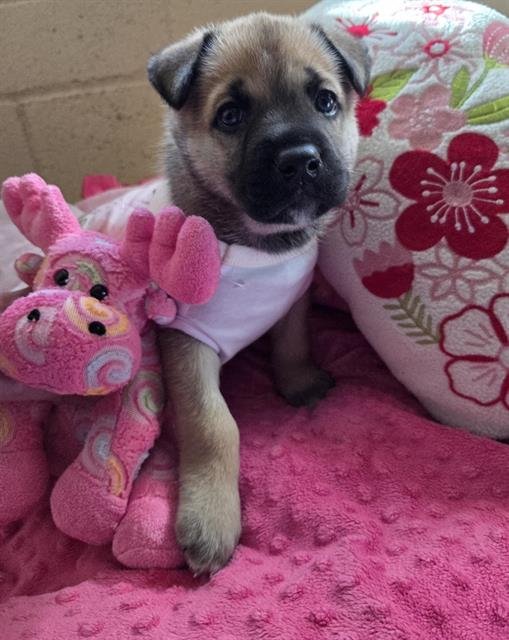 VALENTINA - Siberian Husky available for adoption