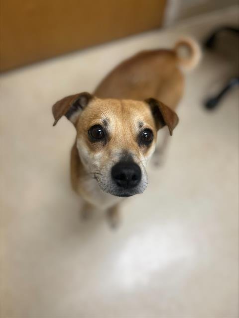 MAC-N-CHEESE - Shiba Inu / Chihuahua available for adoption