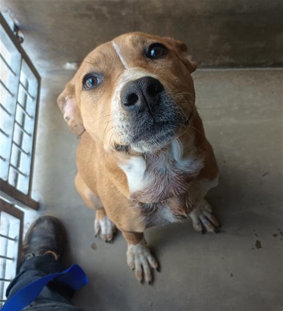 DESTINY - Pit Bull Terrier available for adoption