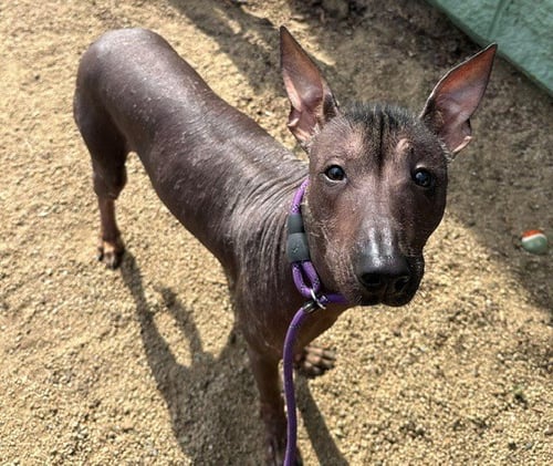 LADY BARE - Mexican Hairless available for adoption