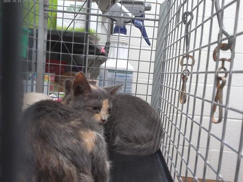 A273975 - Domestic Short Hair available for adoption