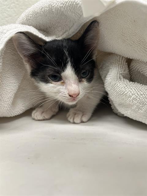 BUTTERCUP - Domestic Short Hair available for adoption