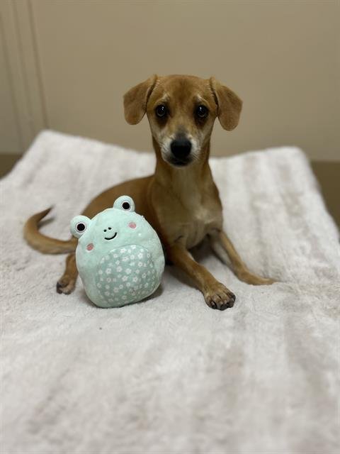 BOUNCING BETTY - Dachshund available for adoption