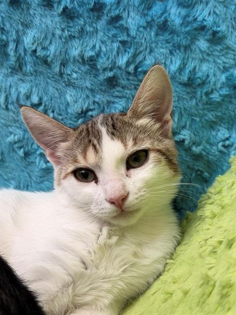 BUBBLES - Domestic Short Hair available for adoption