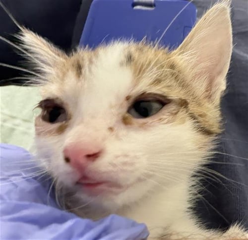 A273060 - Domestic Short Hair available for adoption