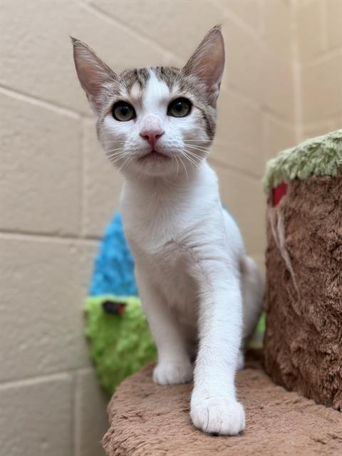 BUBBLES - Domestic Short Hair available for adoption