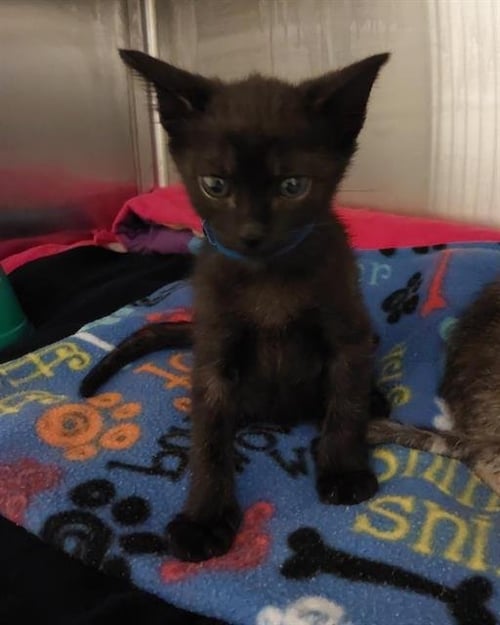 A272481 - Domestic Short Hair available for adoption