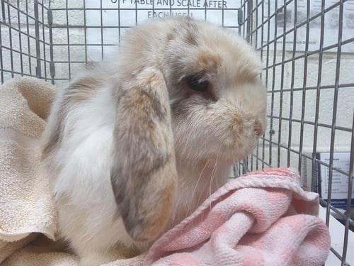 JASMINE - American Fuzzy Lop available for adoption