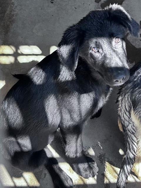 GAIA - Labrador Retriever available for adoption