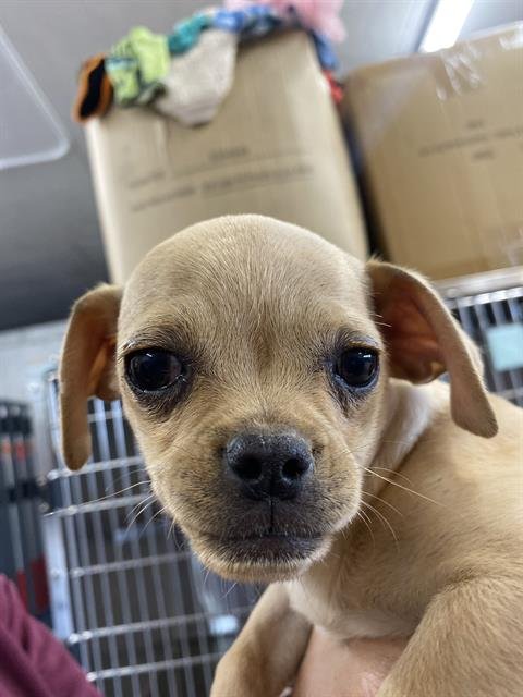 APHRODITE - Chihuahua available for adoption