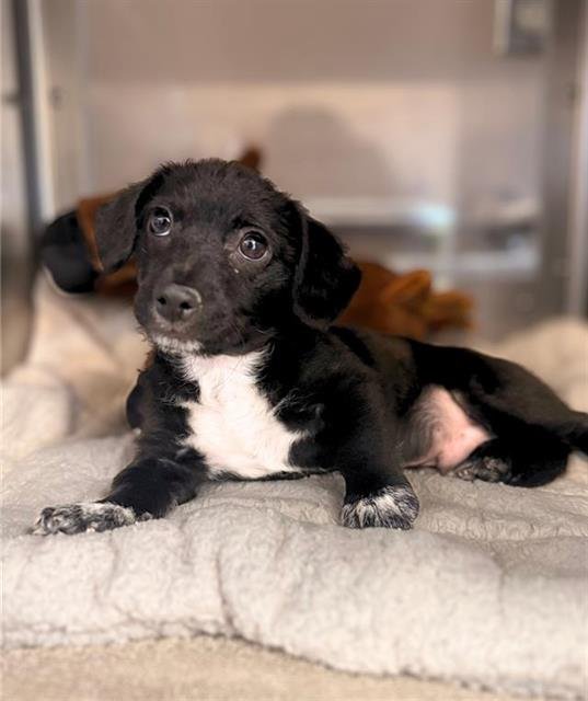 MCWEENIE - Dachshund / Chihuahua available for adoption