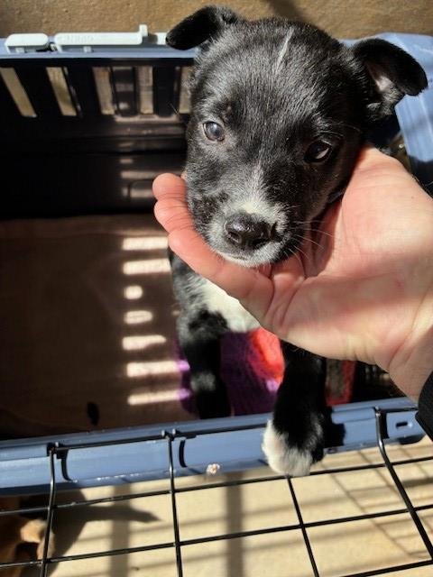 COOKIE - German Shepherd Dog available for adoption