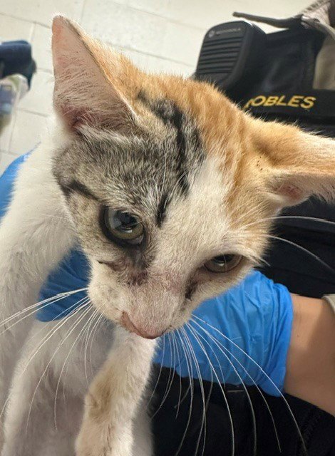 A273807 - Domestic Short Hair available for adoption