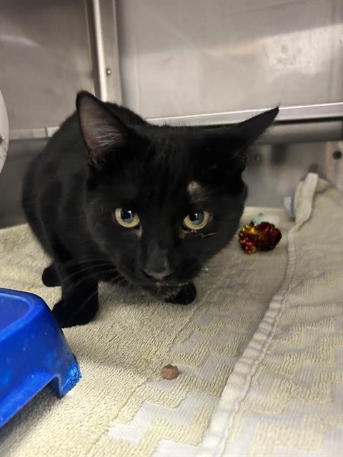 A268982 - Domestic Short Hair available for adoption