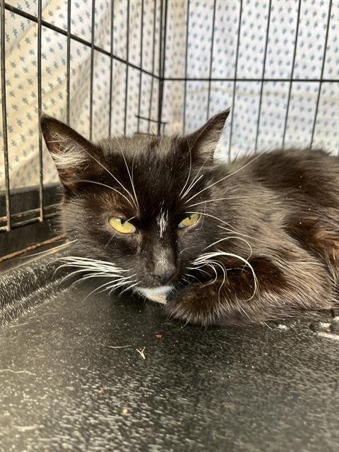 KIREI - Domestic Medium Hair for adoption in San Diego